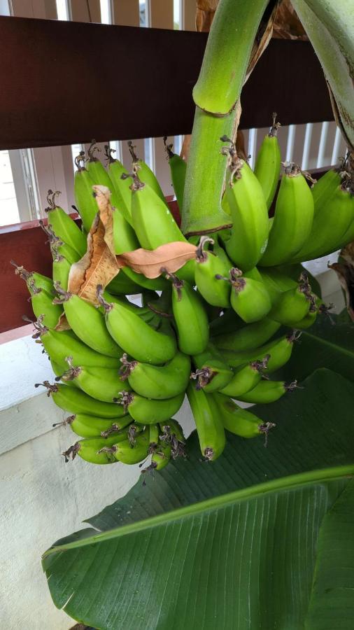 Villa Mangokera 圣弗朗索瓦 外观 照片