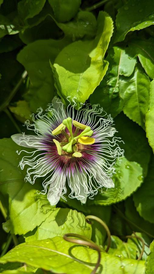 Villa Mangokera 圣弗朗索瓦 外观 照片